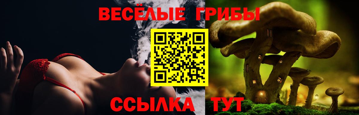 закладка  Вход с VPN  Сунжа  Псилоцибиновые грибы GOLDEN TEACHER 